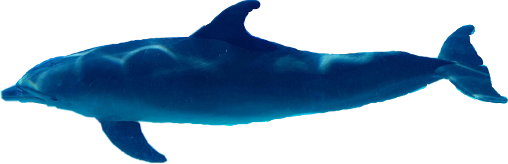 Delfin Sticker - Whale Clipart (1024x331), Png Download