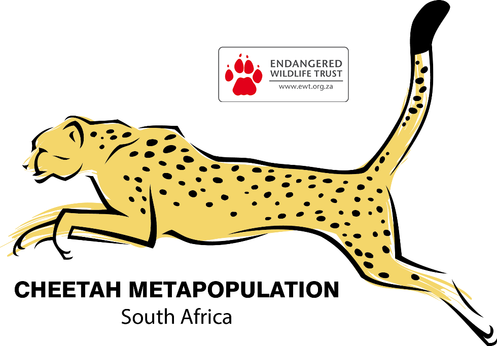 Yellow Clipart Cheetah - Southern Africa Cheetah - Png Download (980x682), Png Download