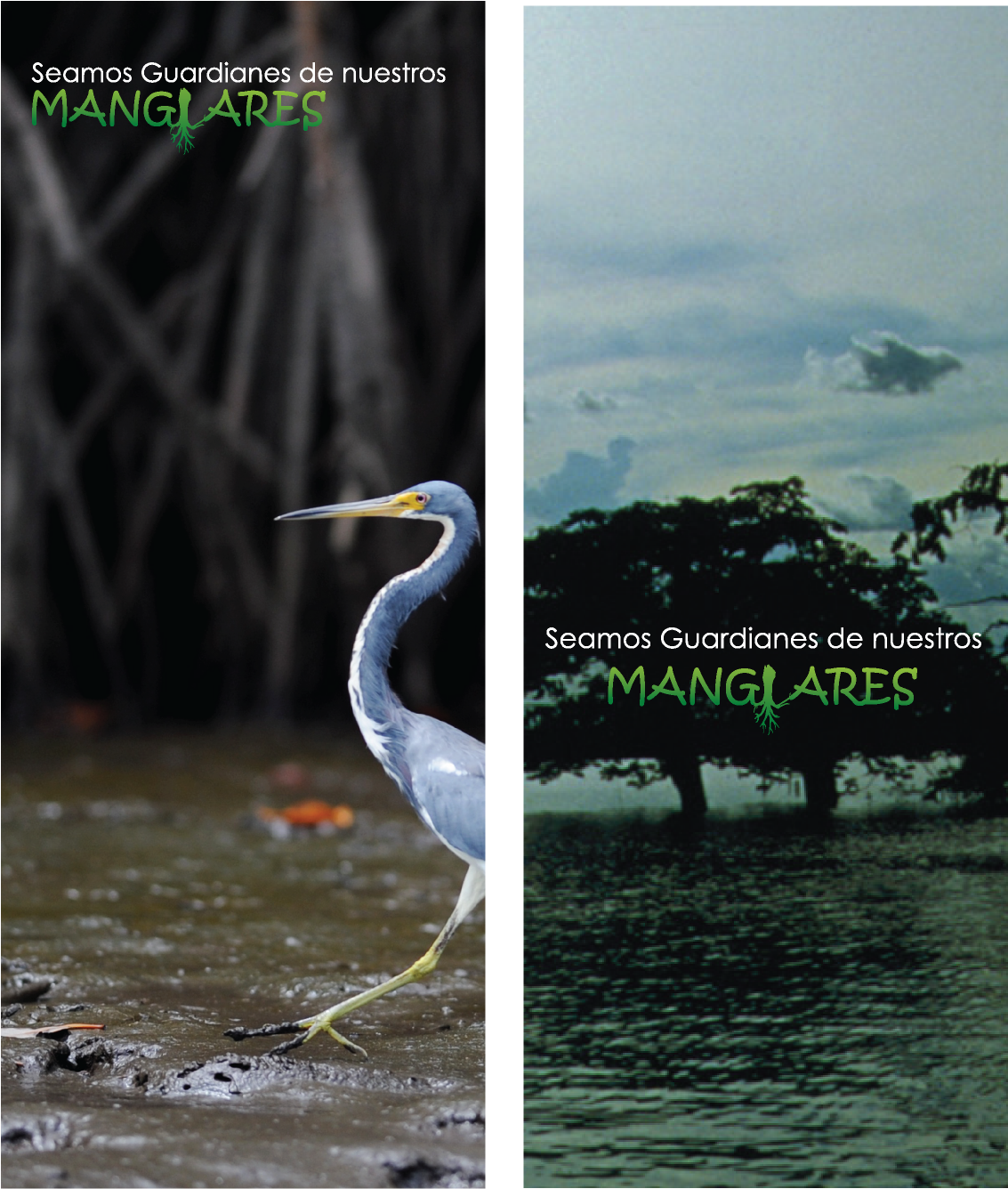 Prensavertical - Great Egret Clipart (3609x1601), Png Download