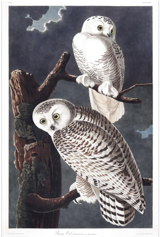 From Audubon's Birds Of America - Snowy Owl Clipart (1200x477), Png Download