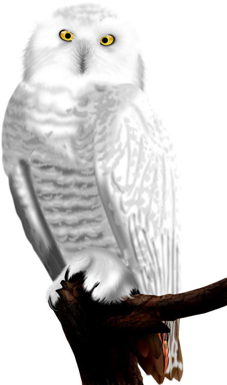 White Owls - Snowy Owl Clipart (473x800), Png Download