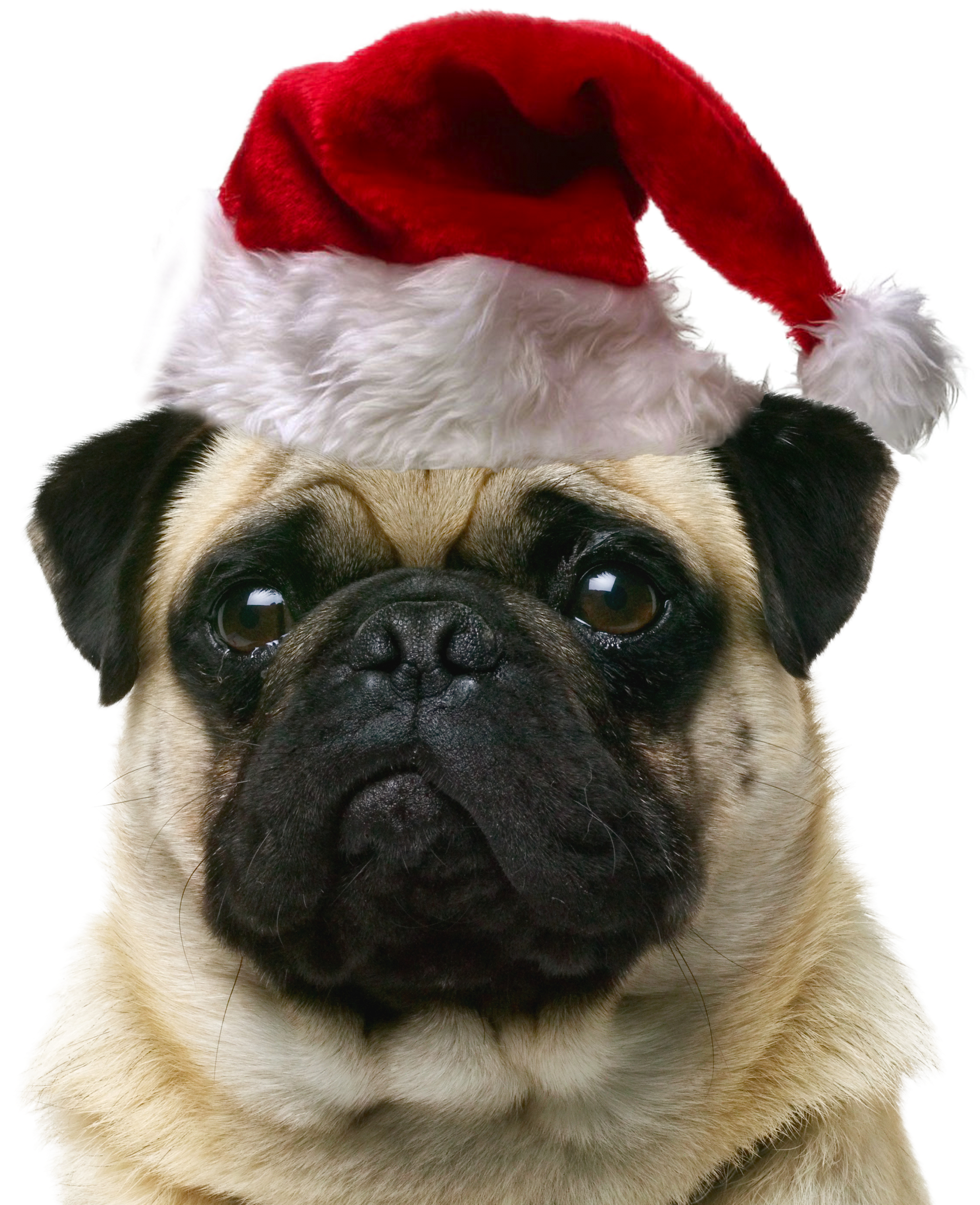 Pet Cat Dog Puppy Sitting Free Hd Image - York Dog Clipart (3871x3300), Png Download