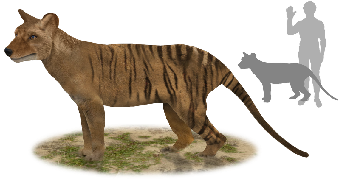 Extinct Animals @extinct Animais - Thylacinus Potens Clipart (1200x611), Png Download