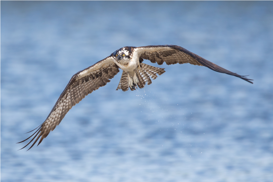 The Shop - Falconiformes Clipart (1000x1000), Png Download
