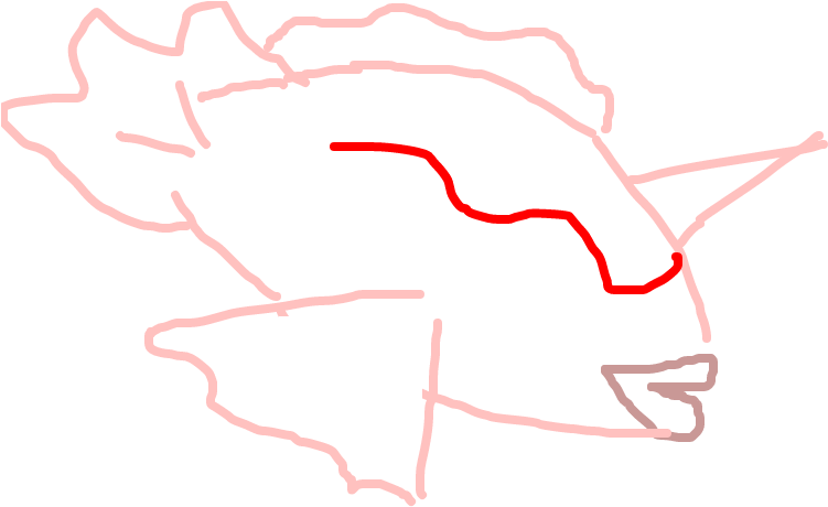 Goldeen Clipart (1020x608), Png Download