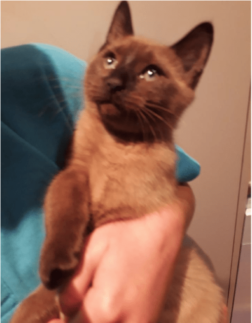 Photo Of Swiper - Burmese Clipart (638x638), Png Download