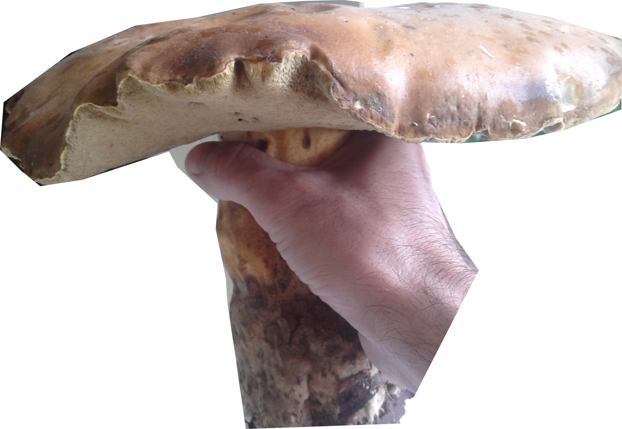 27 Mb Png - Russula Integra Clipart (2042x1410), Png Download