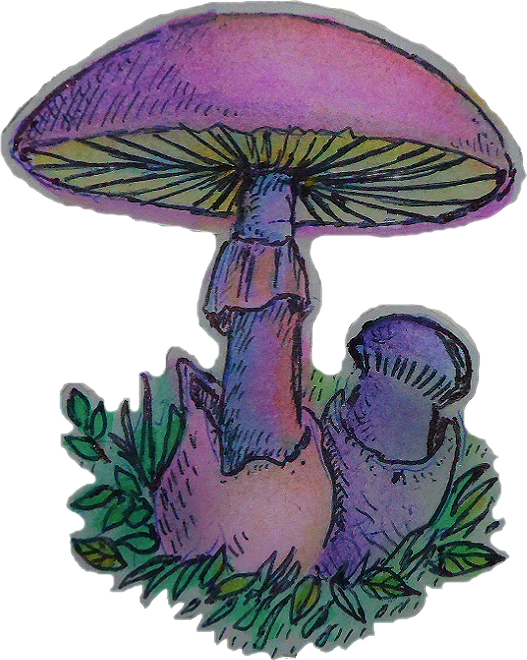Mushroom Sticker - Cute Mushroom Aesthetic Clipart (527x660), Png Download