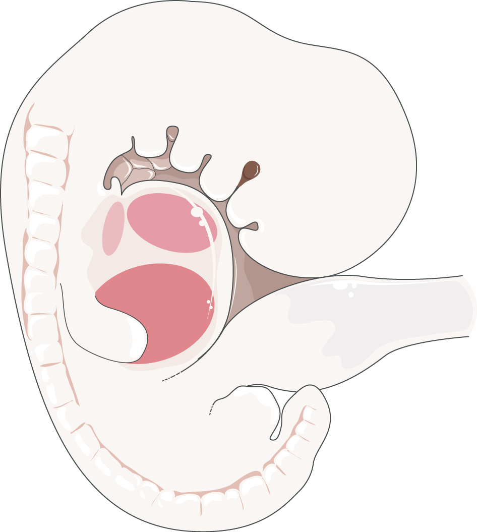 Download The Image - Png Embrião Clipart (946x1055), Png Download