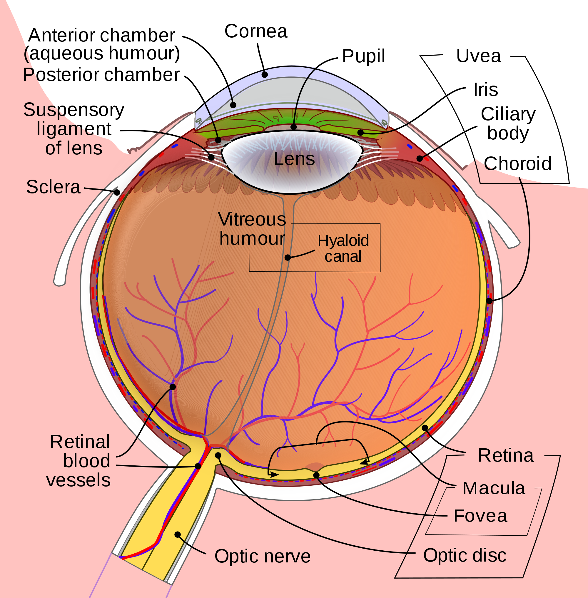Schematic Diagram Of The Human Eye En - Eye Diagram Clipart (2000x2034), Png Download