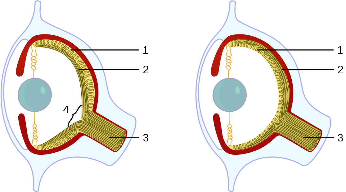 Eyeball Png Clipart (1200x681), Png Download