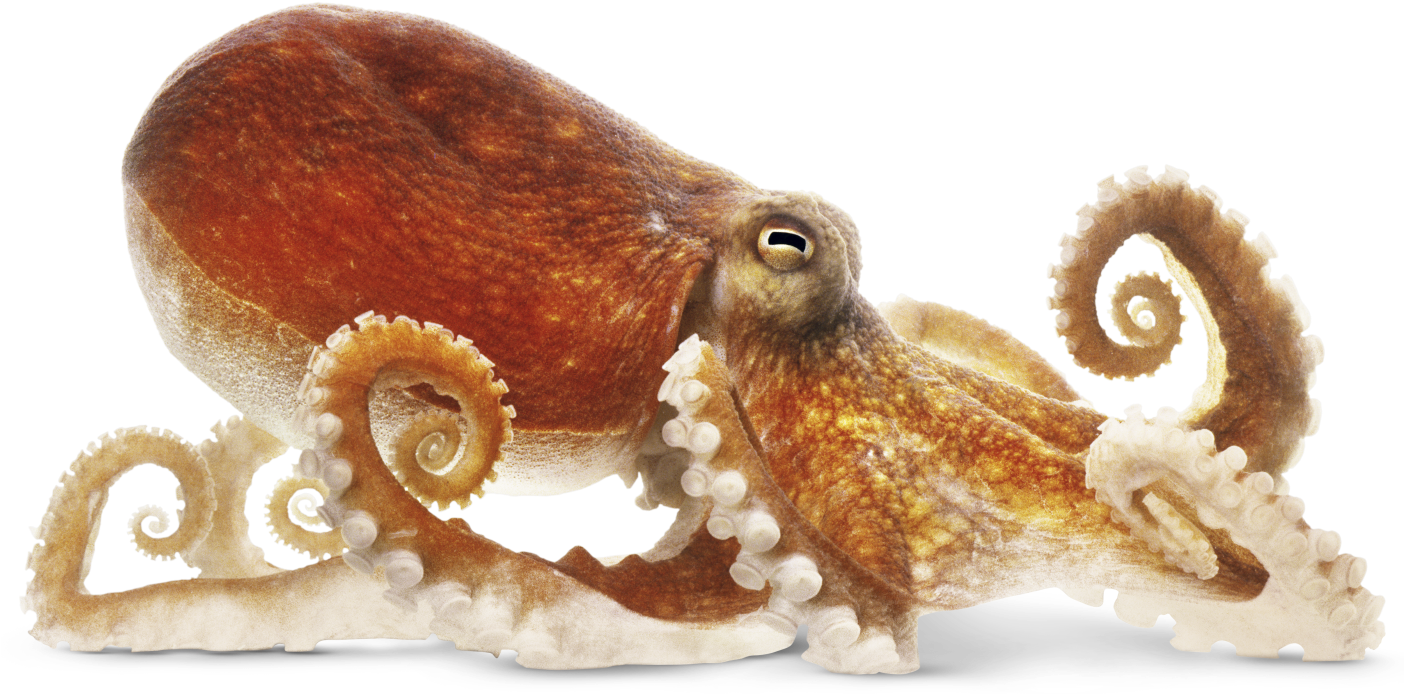 Octopus Png Image - Octopus Png Clipart (1403x700), Png Download