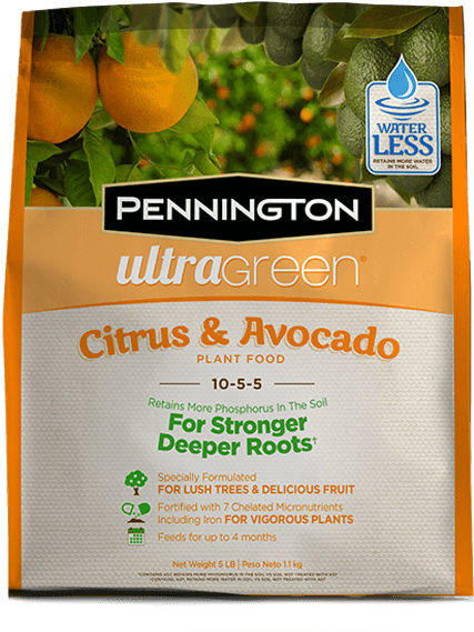 Variant - Mandarin Orange Clipart (600x600), Png Download