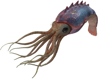 Cephalopods Png Clipart (600x600), Png Download