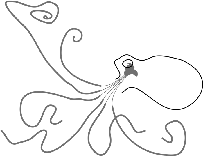 Octopus Nervous System - Line Art Clipart (757x591), Png Download