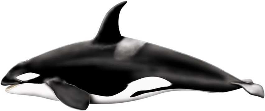 Whale Png - Big Is A Killer Whale Clipart (900x396), Png Download