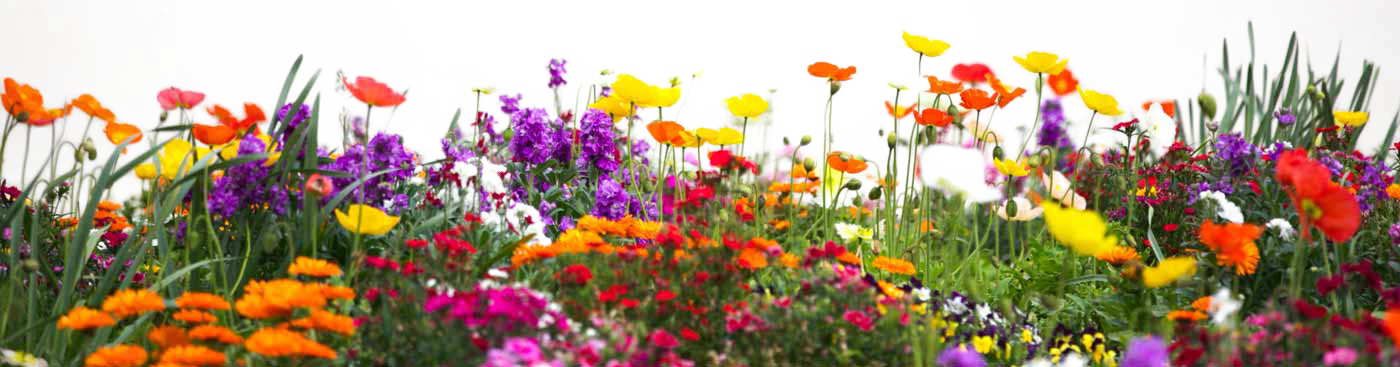 Better Earth Garden Centre - Flower Garden Png Hd Clipart (1400x367), Png Download