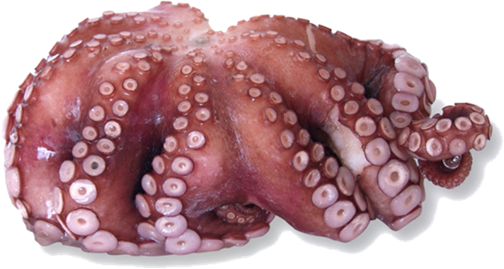 Picture Of Whole Octopus - Octopus Clipart (870x603), Png Download
