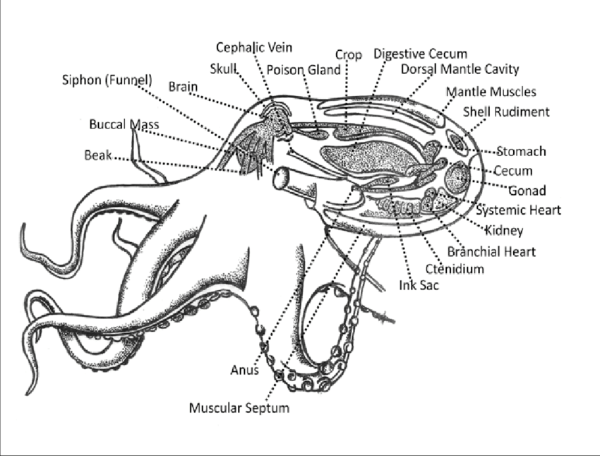 Schematic Representation Of External And Internal Body - Parts Of Octopus Clipart (850x646), Png Download