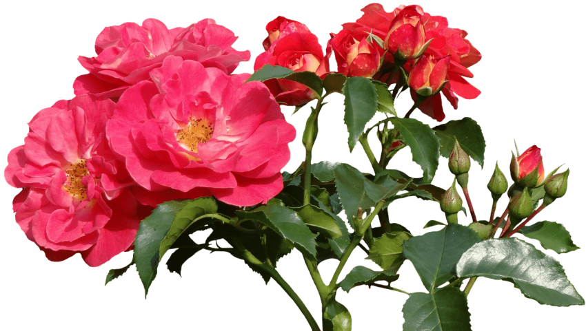 Free Png Download Garden Roses Png Images Background - Теплый Привет От Меня Clipart (850x481), Png Download