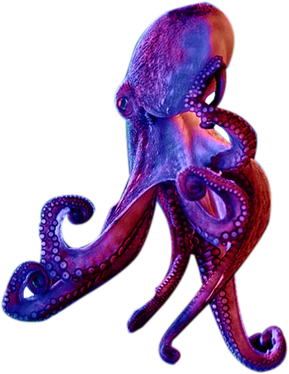 Octopus - Illustration Clipart (1410x1992), Png Download