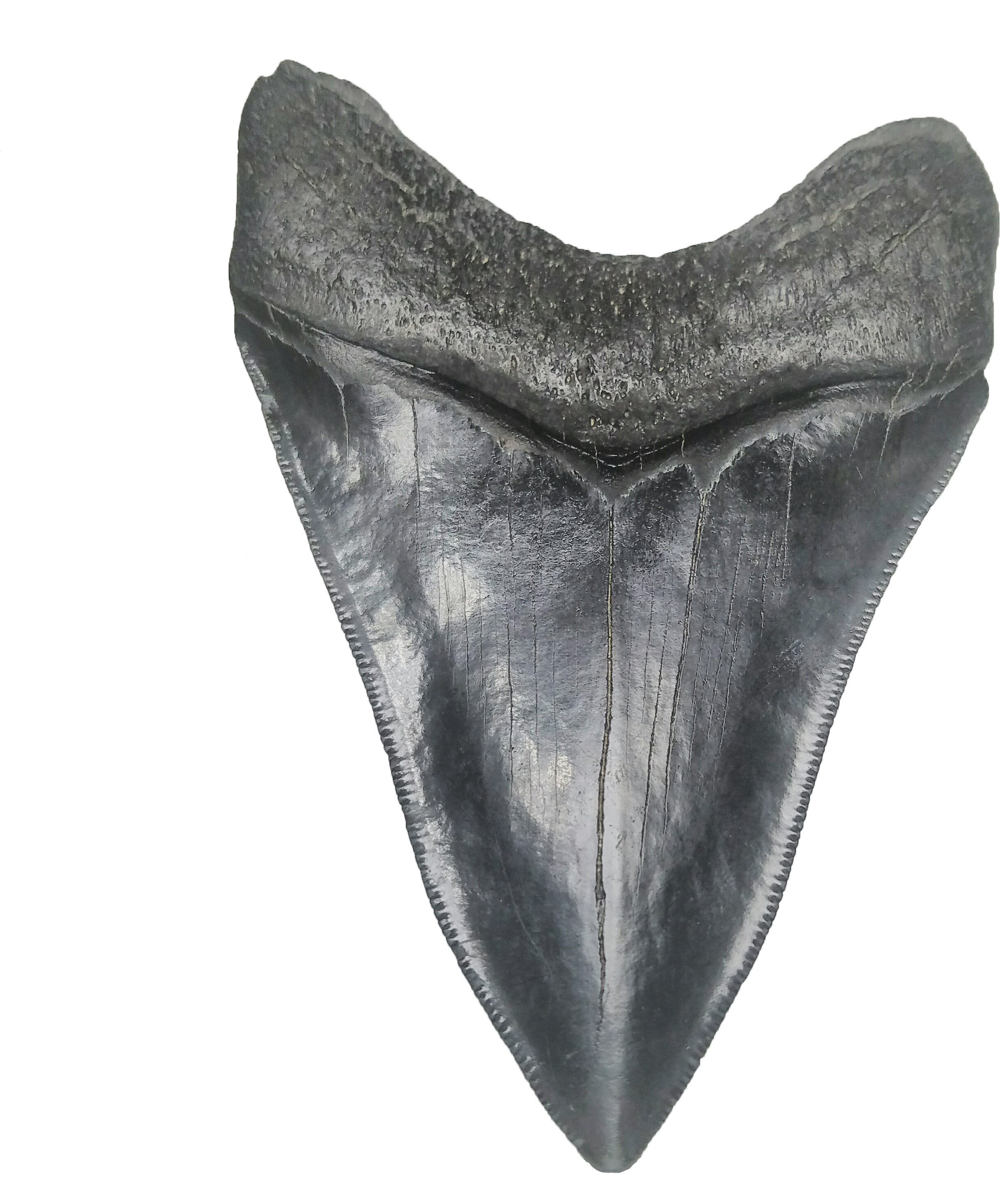 Fish Clipart (3024x3024), Png Download