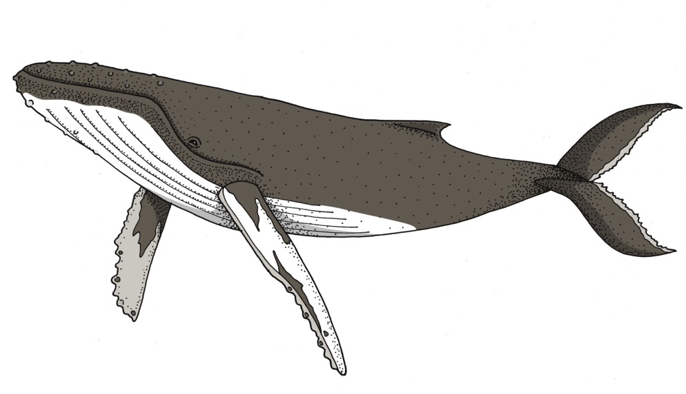 Humpback Whale , Png Download - Grey Whale Clipart (994x572), Png Download