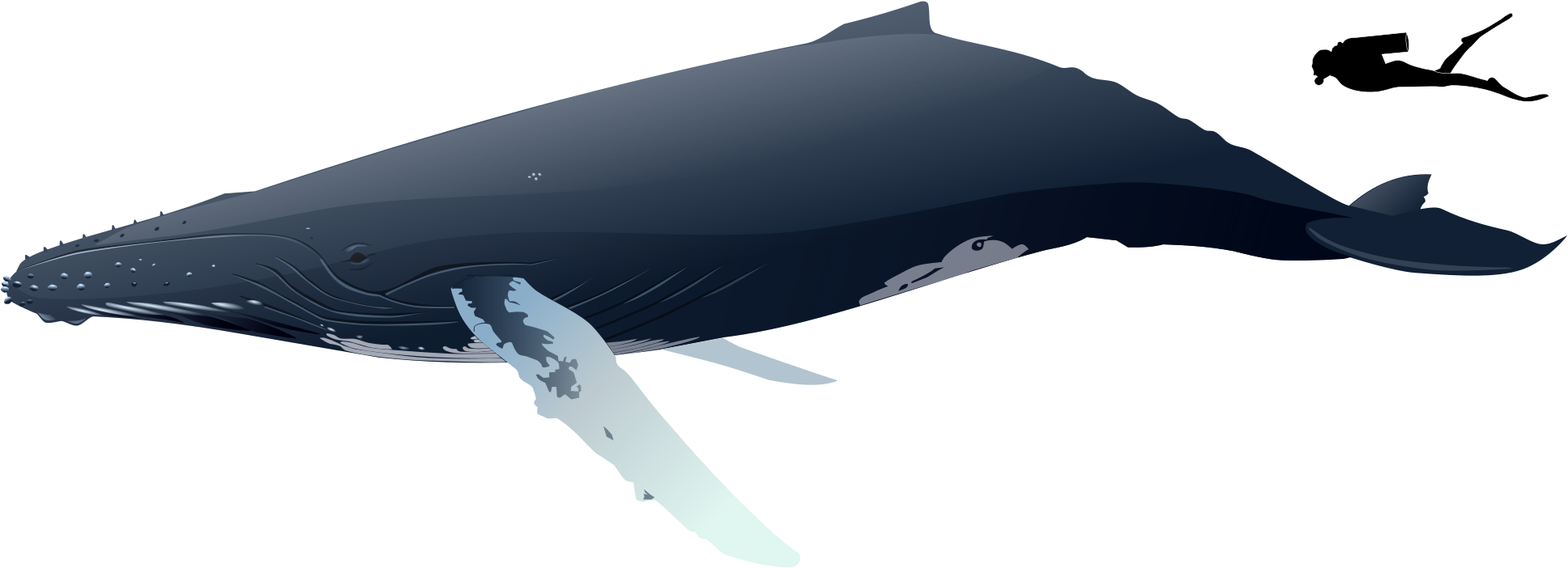Humpback Whale Png - Blue Whale Clipart (2000x800), Png Download