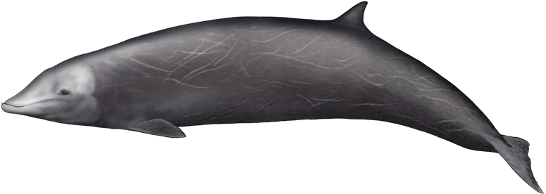 This Whale Appears To Be One Of The Most Widespread - Cuvier's Beaked Whale Png Clipart (800x400), Png Download