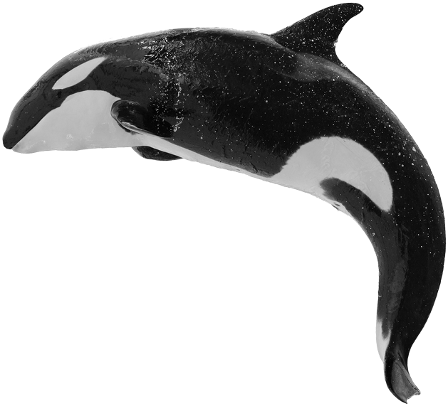 By Orca Web Design - Killer Whale Clipart (629x571), Png Download