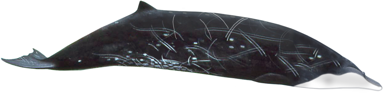 Spider Web Clipart (1325x404), Png Download