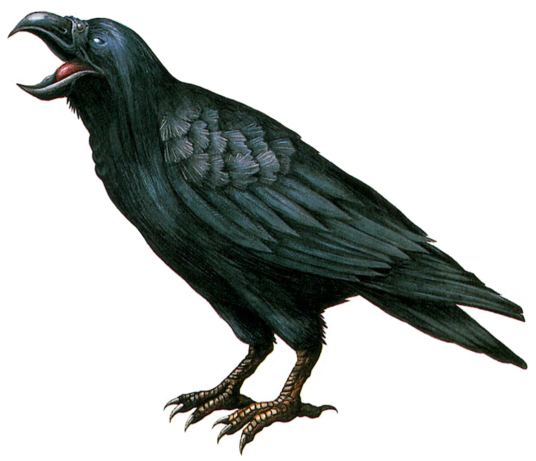 Crow Transparent Background Png - Resident Evil Remake Crow Clipart (795x670), Png Download