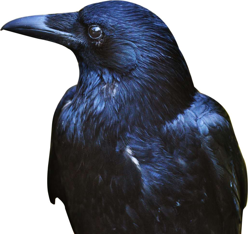 Download Crow Png Transparent Image - Crow Png Clipart (1204x1065), Png Download