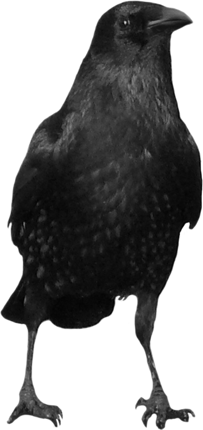 Crows Clipart (414x875), Png Download