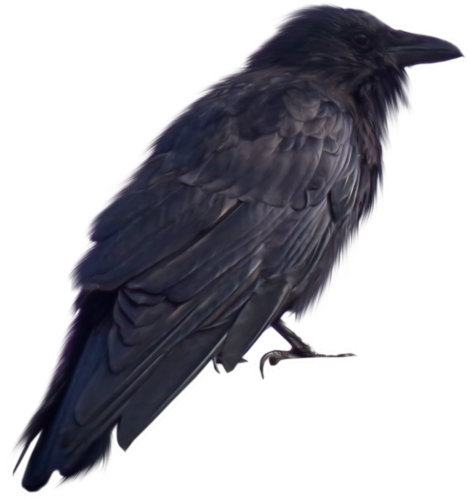 Crow Png Transparent - Crow Png Clipart (1024x1203), Png Download