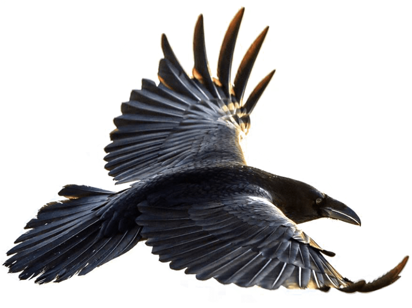 Free Png Download Crow Flying Png Images Background - Flying Raven Clipart (850x631), Png Download