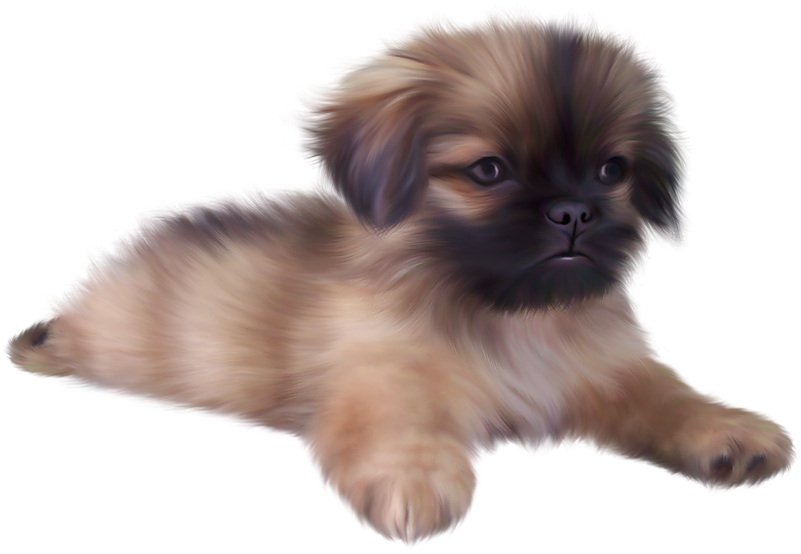 Puppy Png Clipart (800x563), Png Download