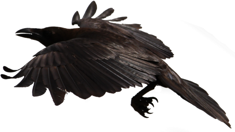 Crow Free Png Transparent Background Images Free Download - Bird Png Crow Clipart (800x443), Png Download