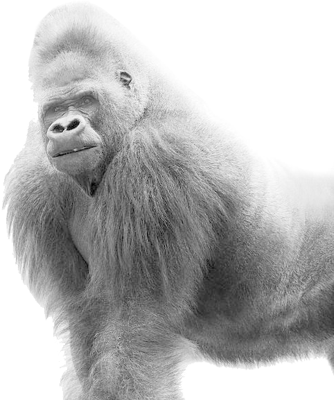 Gorilla Black White Clipart (900x600), Png Download