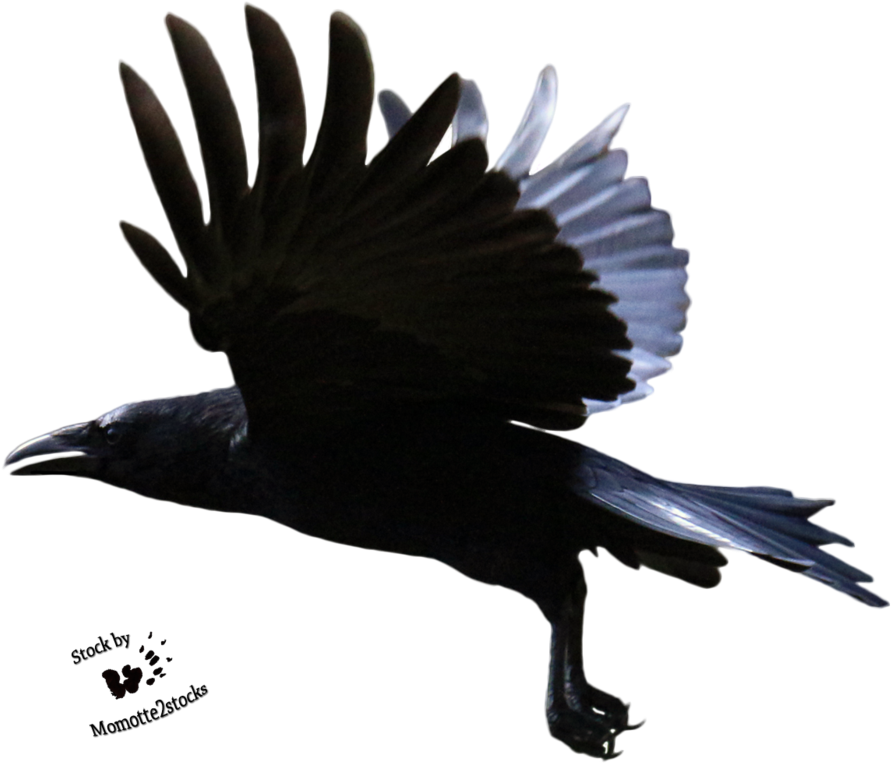 Flying Crow Png - Crow Flying Transparent Background Clipart (975x820), Png Download