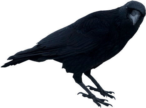 Free Png Download Black Crow Standing Png Images Background - Black Crow Psd Clipart (850x479), Png Download