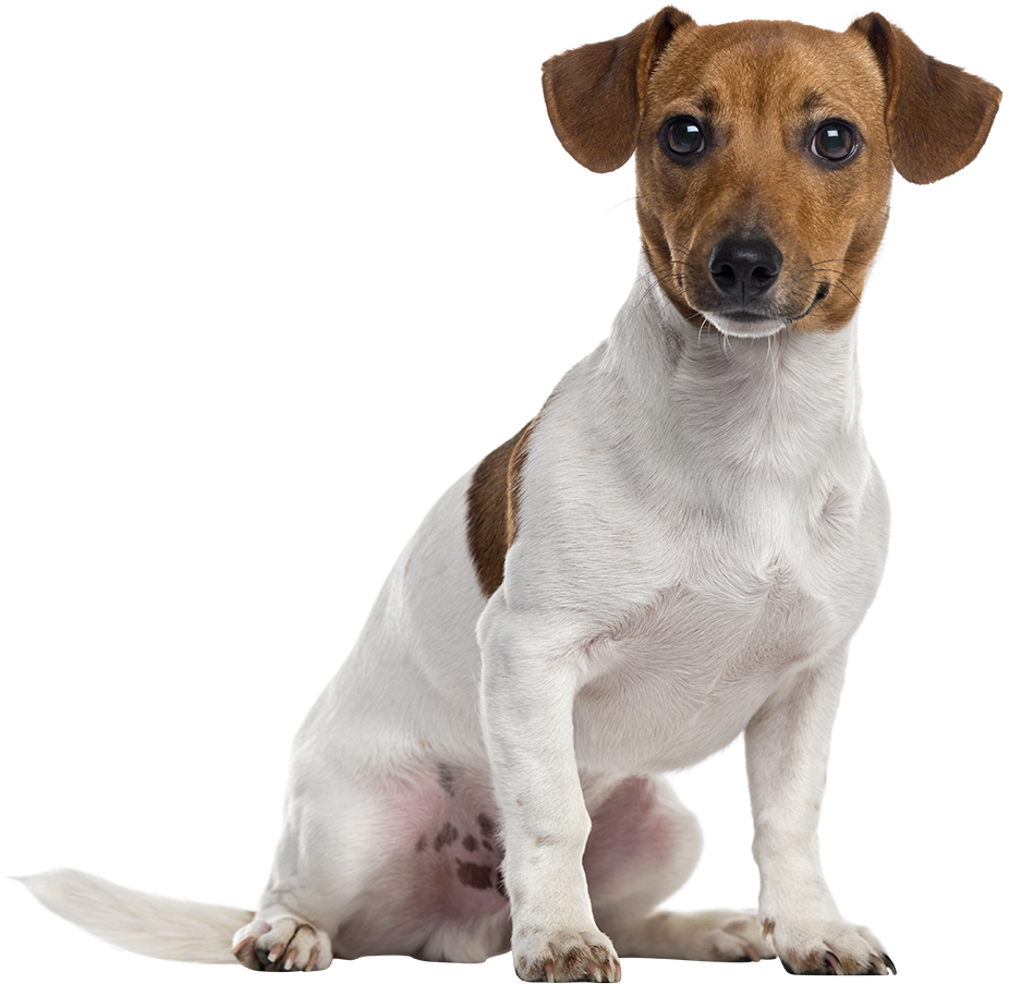 Jack Russell Terrier Png Clipart (1080x1019), Png Download