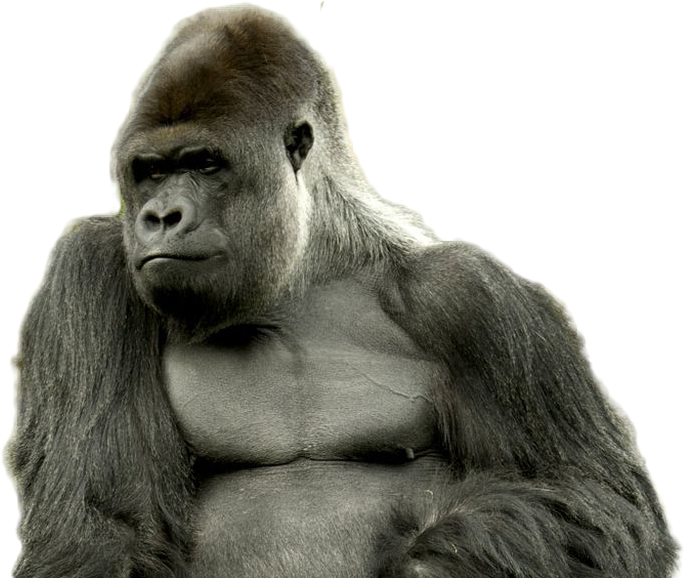 Gorilla Png Image - Strong Gorilla Clipart (1024x577), Png Download