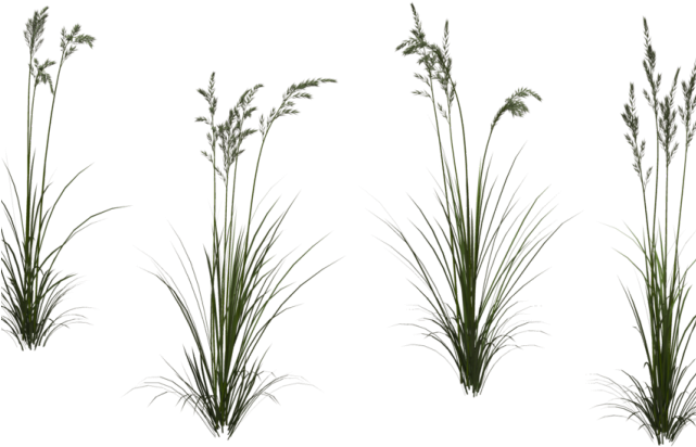 Grass Clipart Tall Grass - Tall Grass Transparent Background - Png Download (640x480), Png Download