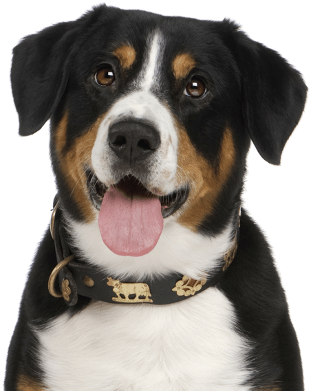 Entlebucher Mountain Dog Puppy - Democats Repuplicans Clipart (565x585), Png Download