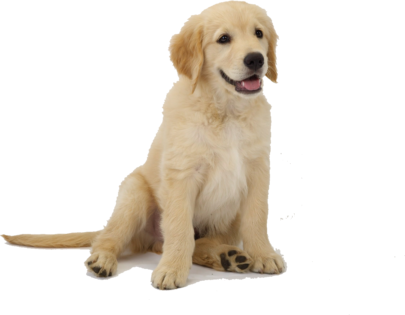Golden Retriever Puppy Png , Png Download Clipart (1413x1101), Png Download