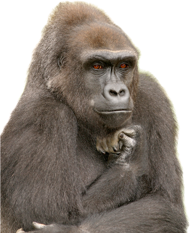 Gorilla - Funny Waiting For Someone Clipart (618x800), Png Download
