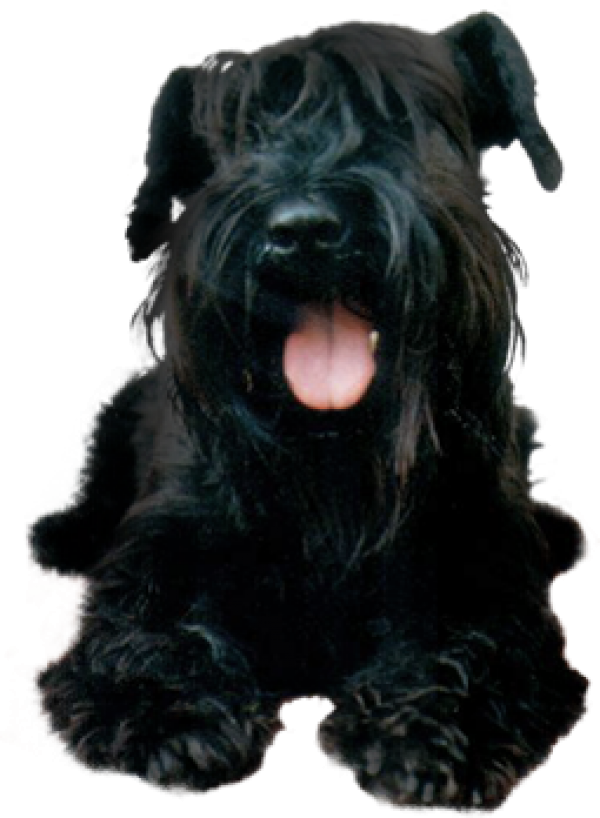 Black Puppy Dog Png - Schnauzer Black Png Clipart (600x818), Png Download