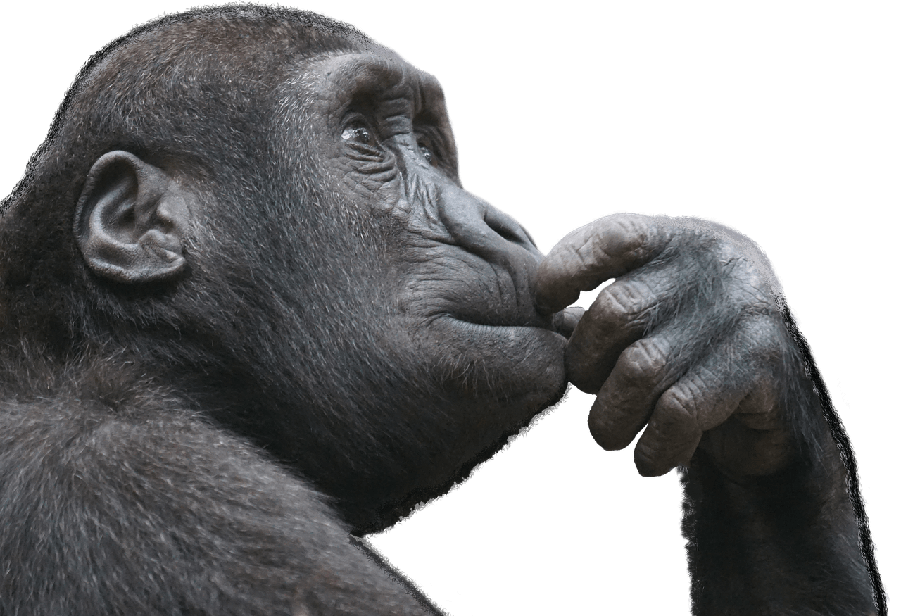 Gorilla - Monkey Thinking Clipart (960x656), Png Download