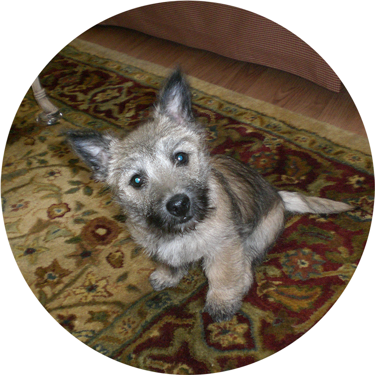 Dog , Png Download Clipart (767x766), Png Download